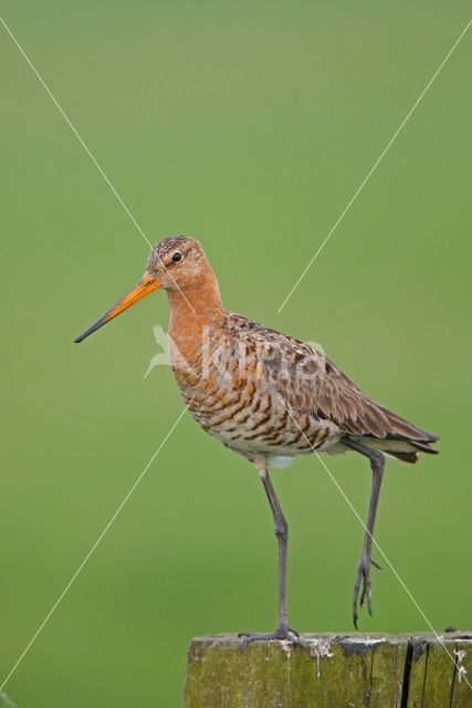 Black-tailed Godwit (Limosa limosa)