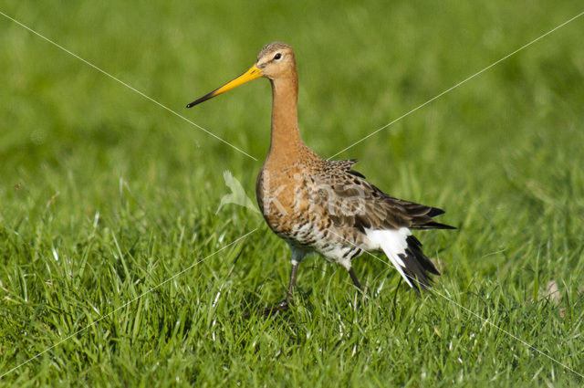 Grutto (Limosa limosa)