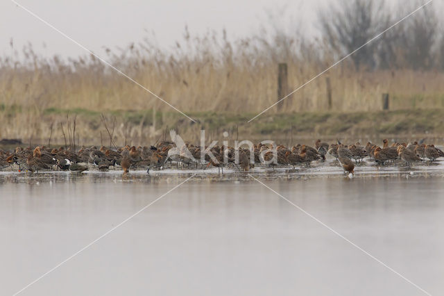 Black-tailed Godwit (Limosa limosa)