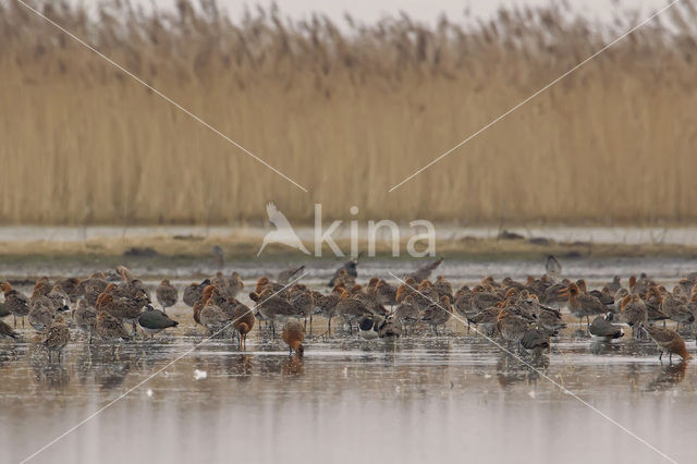 Grutto (Limosa limosa)