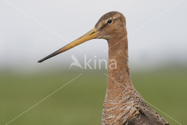 Grutto (Limosa limosa)