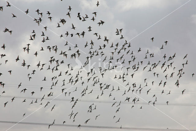 Grutto (Limosa limosa)