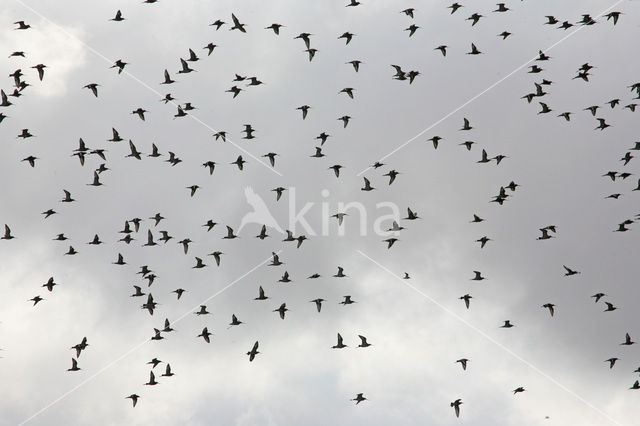 Grutto (Limosa limosa)