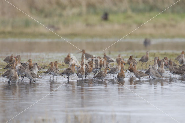Black-tailed Godwit (Limosa limosa)
