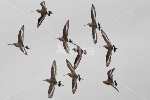 Grutto (Limosa limosa)