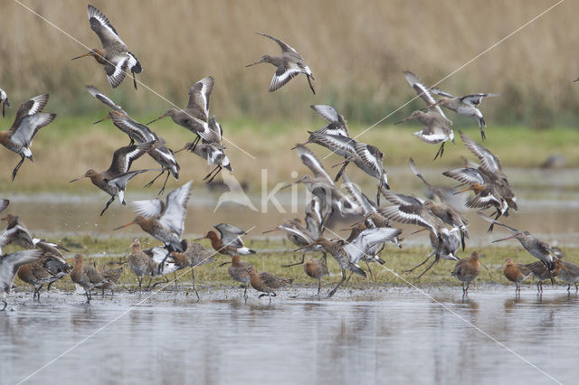 Black-tailed Godwit (Limosa limosa)