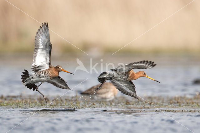 Grutto (Limosa limosa)