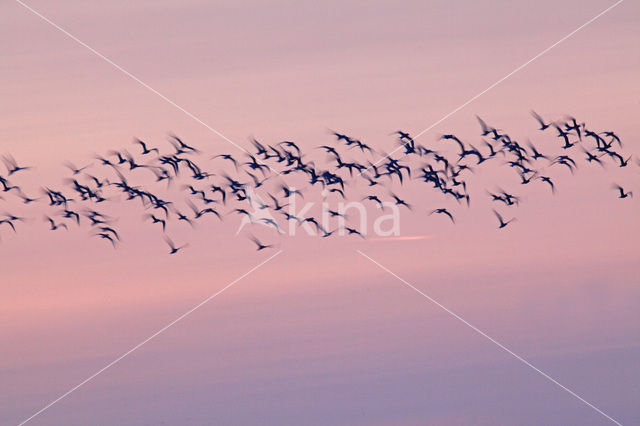 Grutto (Limosa limosa)