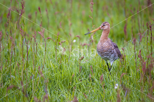 Grutto (Limosa limosa)