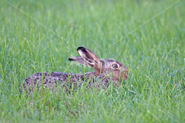 Brown Hare (Lepus europaeus)