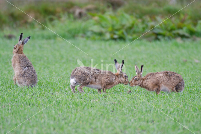 Haas (Lepus europaeus)