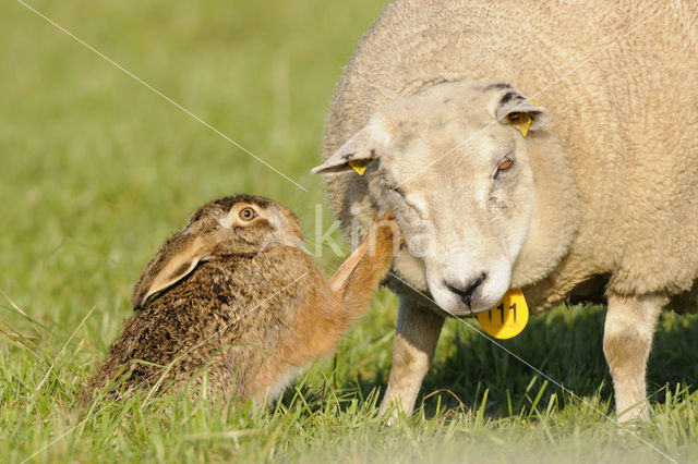 Haas (Lepus europaeus)