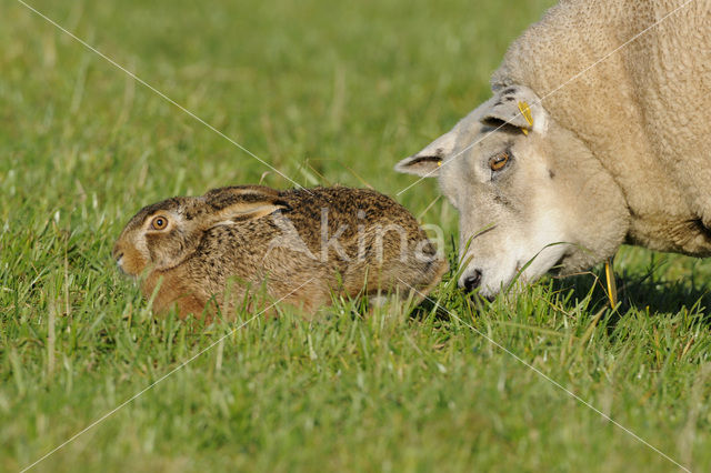 Brown Hare (Lepus europaeus)