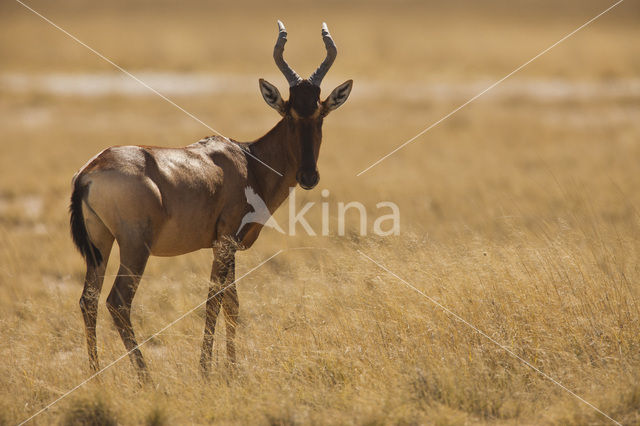 Hartebeest (Alcelaphus buselaphus)