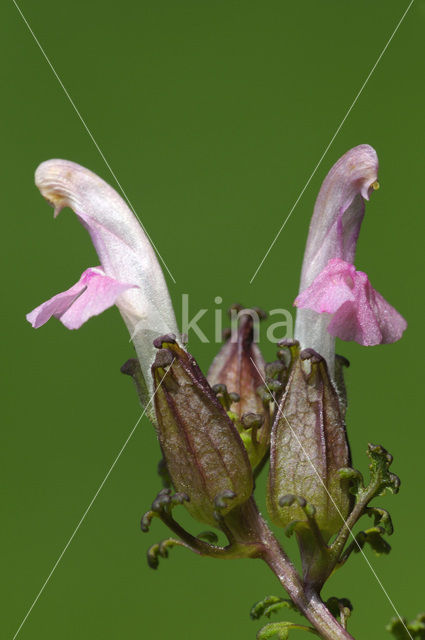 Heidekartelblad (Pedicularis sylvatica)