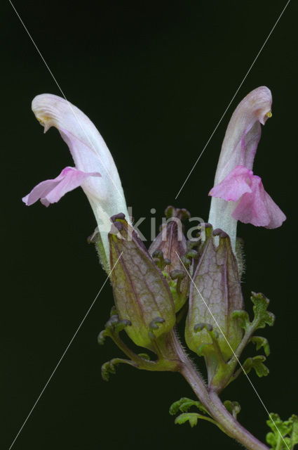 Heidekartelblad (Pedicularis sylvatica)
