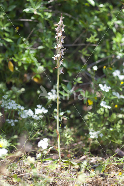 Holy orchid (Orchis sancta)
