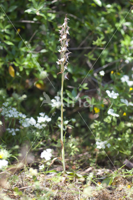 Heilige orchis (Orchis sancta)