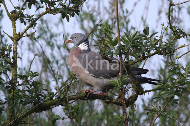 Azores Wood Pigeon (Columba palumbus azorica)