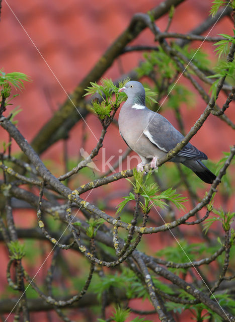 Wood Pigeon
