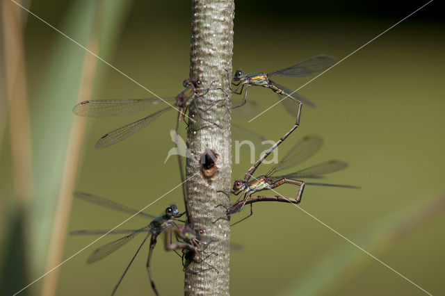 Green Emerald Damselfly (Lestes viridis)
