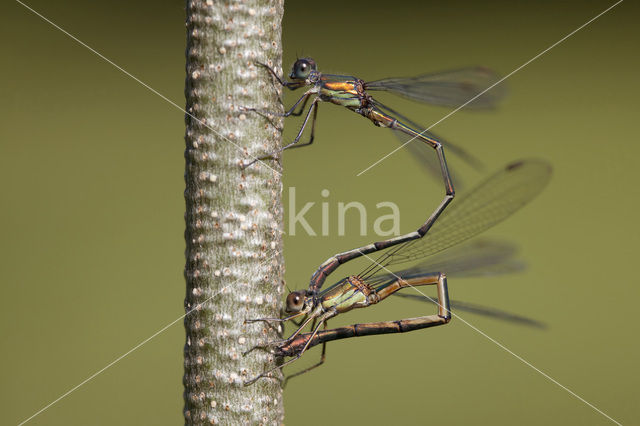 Green Emerald Damselfly (Lestes viridis)