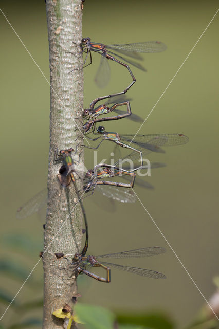 Houtpantserjuffer (Lestes viridis)