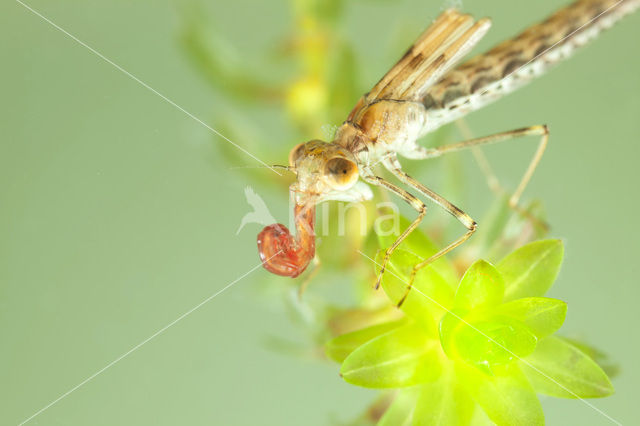 Houtpantserjuffer (Lestes viridis)