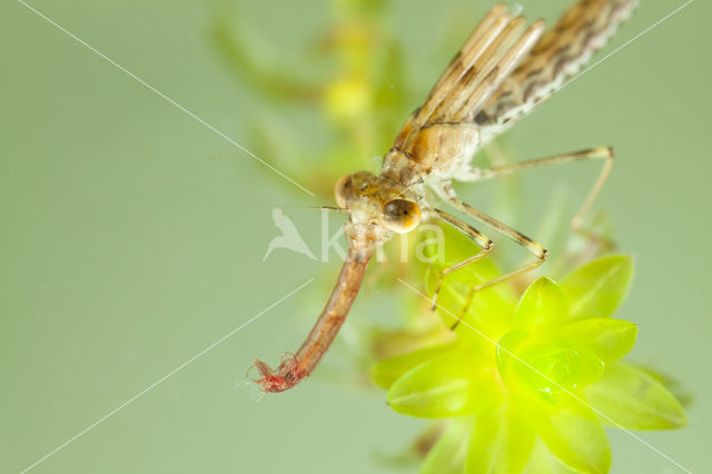 Houtpantserjuffer (Lestes viridis)