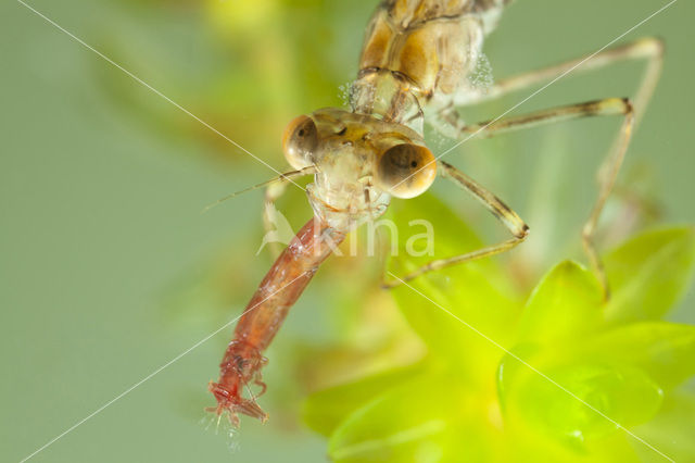 Green Emerald Damselfly (Lestes viridis)