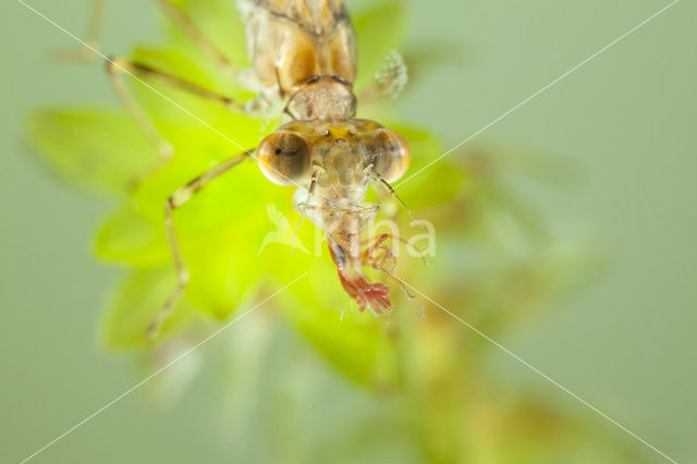 Houtpantserjuffer (Lestes viridis)