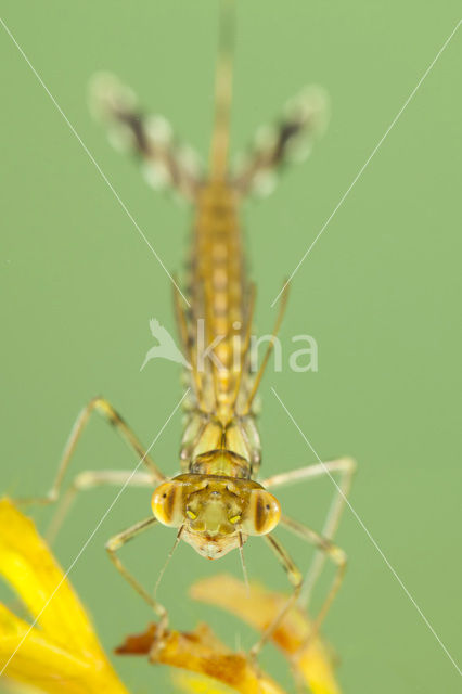 Green Emerald Damselfly (Lestes viridis)