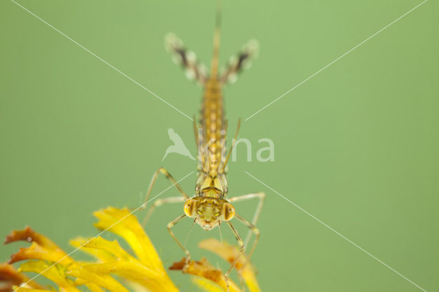 Houtpantserjuffer (Lestes viridis)