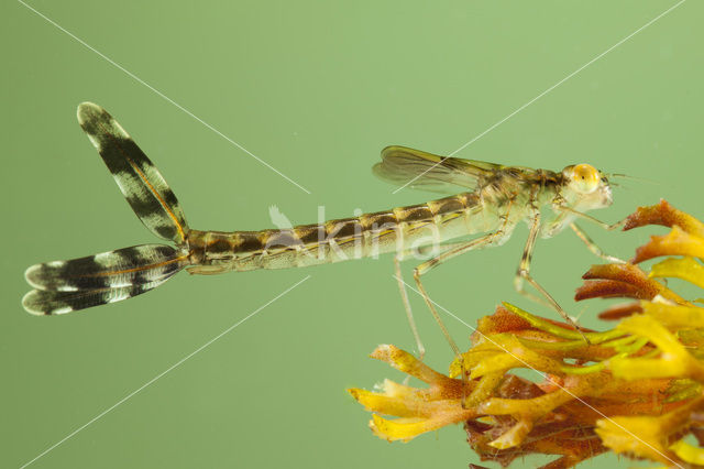 Green Emerald Damselfly (Lestes viridis)