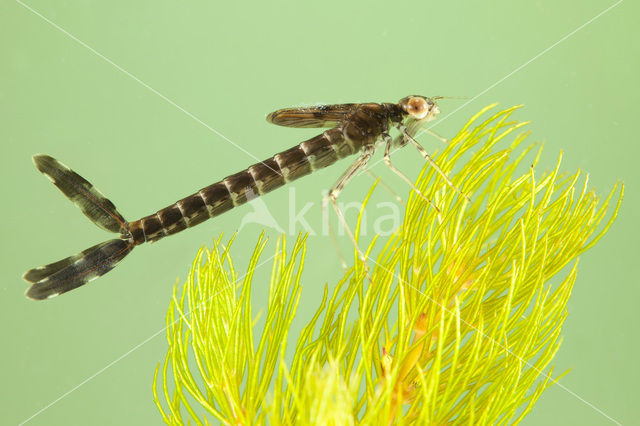 Green Emerald Damselfly (Lestes viridis)