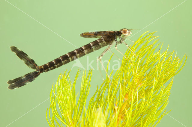 Houtpantserjuffer (Lestes viridis)