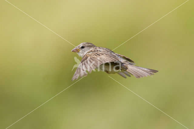 Huismus (Passer domesticus)