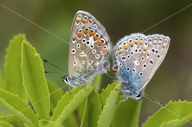 Common Blue (Polyommatus icarus)