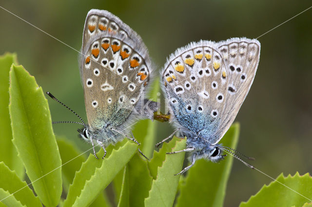 Common Blue (Polyommatus icarus)