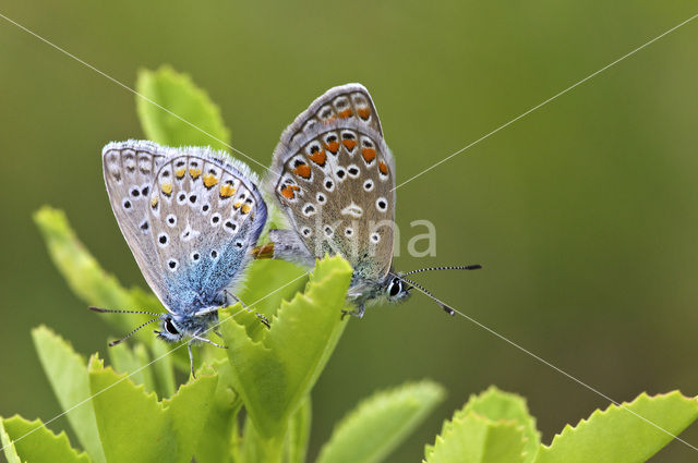 Common Blue (Polyommatus icarus)