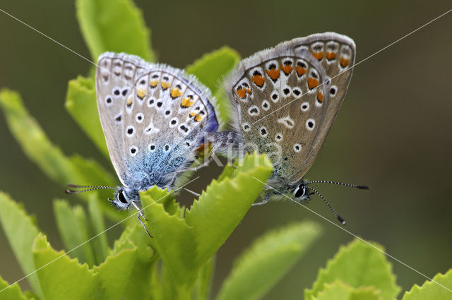 Icarusblauwtje (Polyommatus icarus)