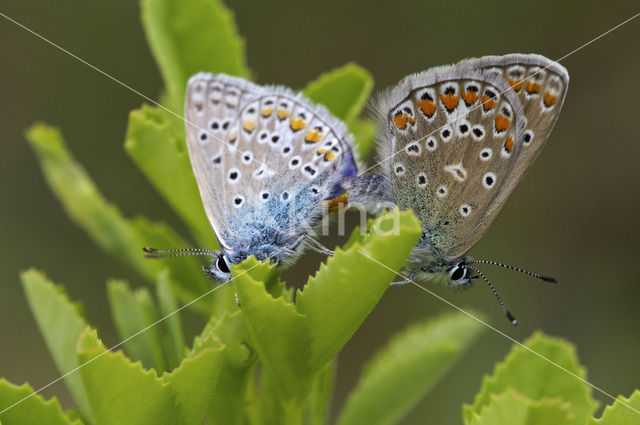 Common Blue (Polyommatus icarus)