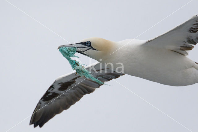 Northern Gannet (Morus bassanus)