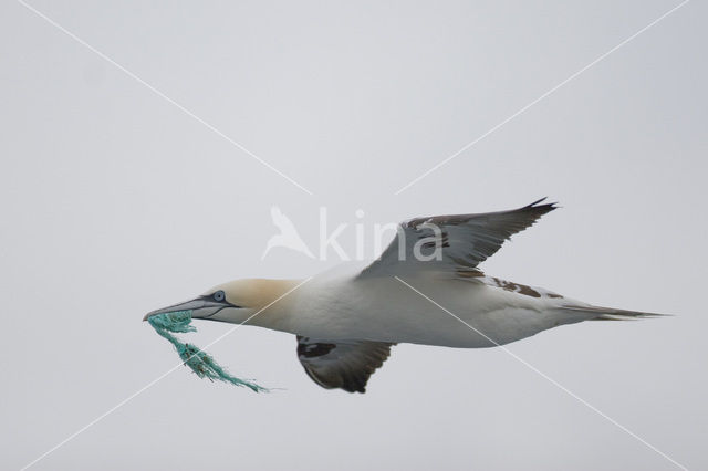 Northern Gannet (Morus bassanus)