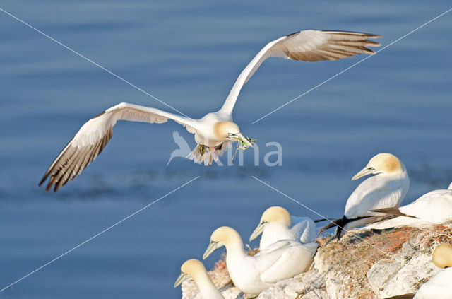 Northern Gannet (Morus bassanus)