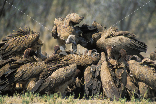 Kaapse gier (Gyps coprotheres)