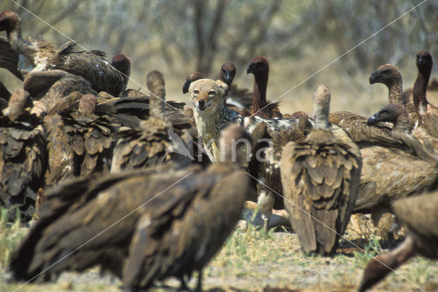 Cape Griffon (Gyps coprotheres)