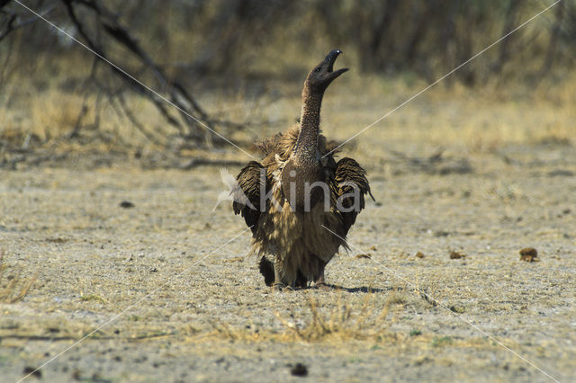 Kaapse gier (Gyps coprotheres)