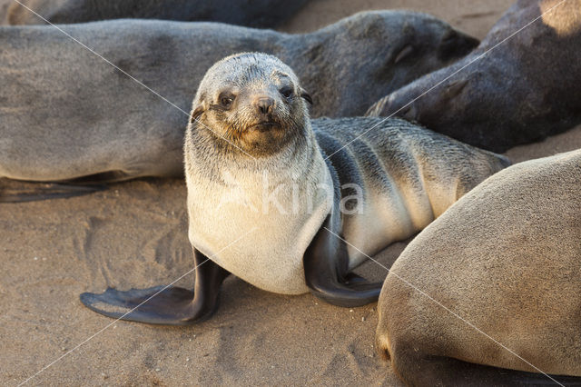 Cape Fur Seal