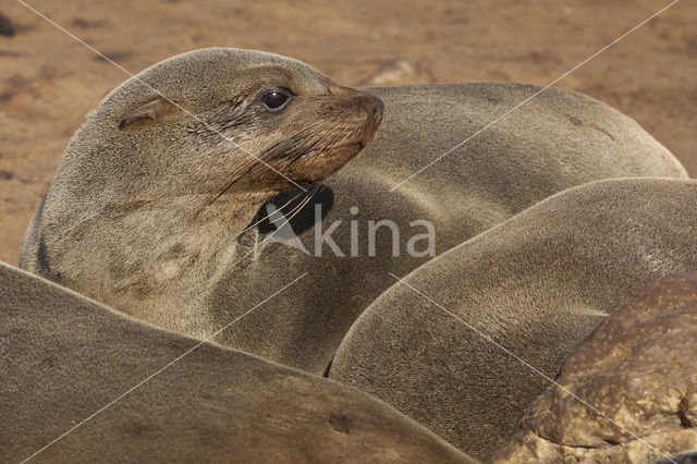 Cape Fur Seal